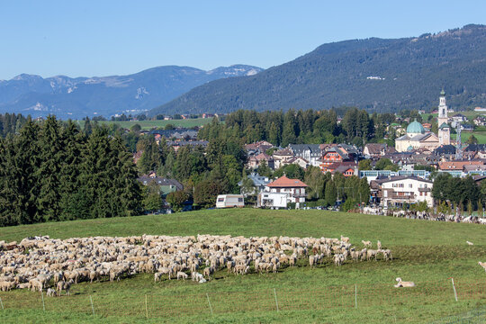 transhumance animals are moved to autumn pastures cows and sheep with the shepherds
