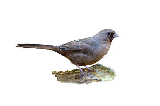 Yellow-eyed Junco (Junco phaeonotus) Photo, Isolated, Wading in a Puddle, Over a Transparent PNG Background