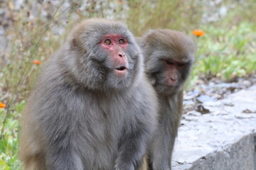 Fototapeta premium Close-up of two macaque monkeys in nature, one with a surprised expression and open mouth looking up, blurred background