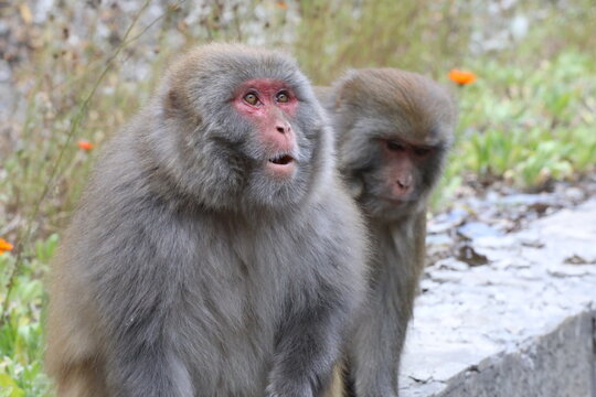 Close-up of two macaque monkeys in nature, one with a surprised expression and open mouth looking up, blurred background