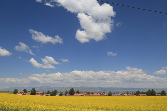 Vast yellow rapeseed flower field with a small rural village and distant mountains under a blue sky with fluffy white clouds on the Roof of the World, Tibet