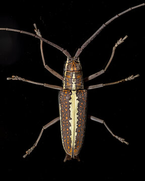 Longhorn beetle