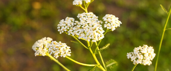 Delicate White Yarrow Flower Cluster Blooming Macro Detail Soft Green Foliage Bokeh Sunlight Outdoor Herbal Medicinal Plant © lumerb