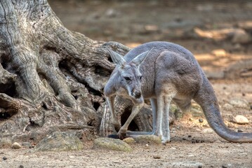Red Kangaroo Standing Beside Old Tree Trunk © Aleš Maučec