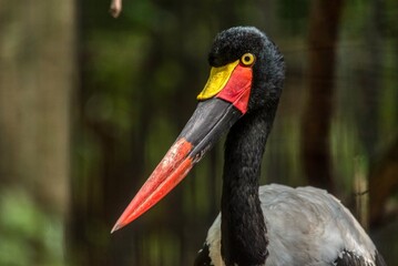 Saddle-Billed Stork Close Up Profile Portrait © Aleš Maučec