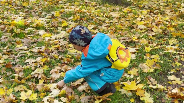 A playful child crouches down to collect fallen leaves in a park. His happy curiosity brings warm joy to the golden ground. Autumn shines in Pushkin, Saint Petersburg.