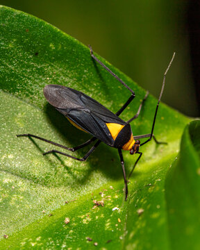 beetle