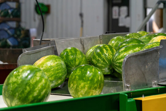 Watermelons moving through stainless steel sorting chutes