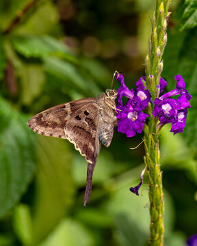 Skipper