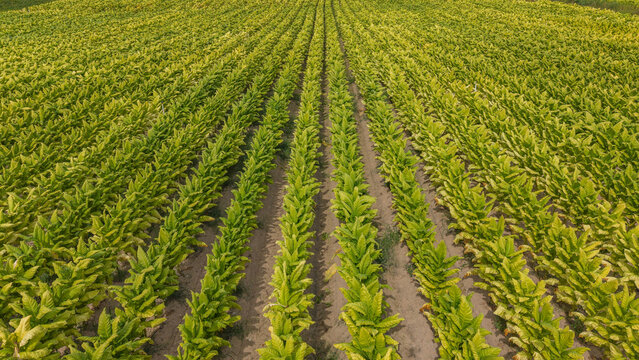 Aerial view of rows of green tobacco plants growing in an agricultural field in Talayuela, Extremadura, Spain.