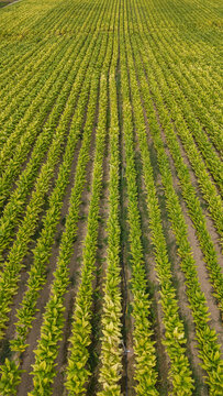 Aerial view of lush green tobacco plants growing in perfectly aligned rows across a vast agricultural field in Talayuela, Extremadura, Spain.