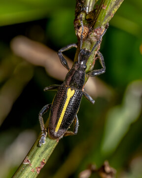 Weevil