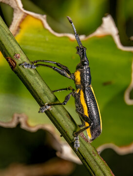 Weevil