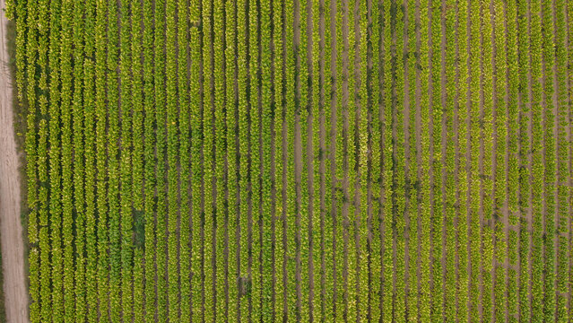 Aerial view of a large tobacco field with neatly aligned rows of green plants and a dirt path in Talayuela, Extremadura, Spain.