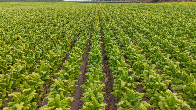 Aerial view of a lush green tobacco field with neatly planted rows stretching across the agricultural landscape in Talayuela, Extremadura, Spain.