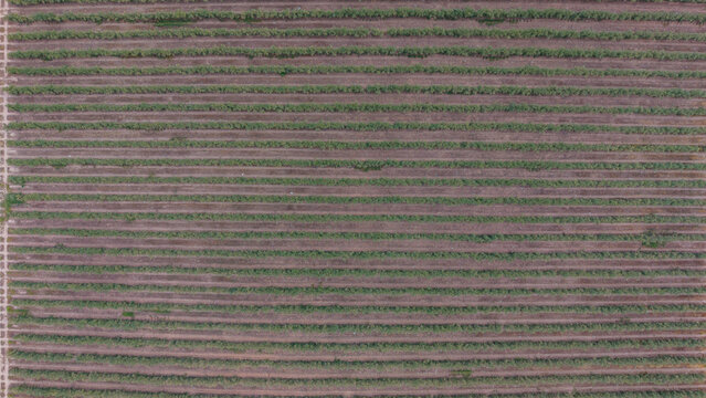 Aerial view of neatly planted agricultural crop rows stretching across the landscape in Talayuela, Extremadura, Spain.