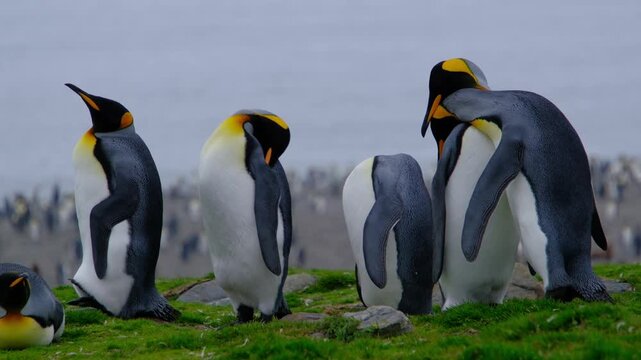 king penguin colony and wildlife scenery at St Andrews Bay, South Georgia Islands