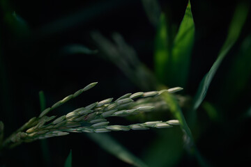Obraz premium Close up rice plant green grain agriculture field nature leaf outdoor growth food