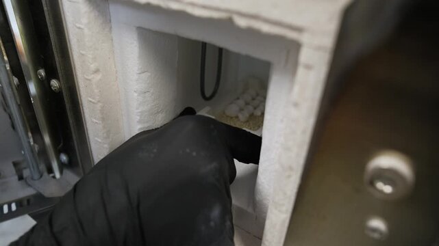 Dental technician wearing protective gloves carefully placing a crucible with zirconium crowns and pellets into a high-temperature sintering furnace for the final stage of prosthetic production