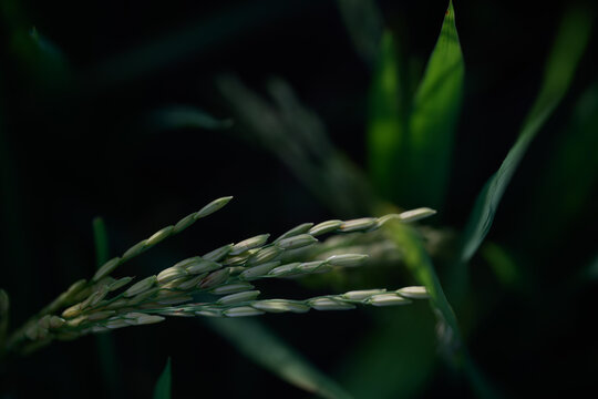 Close up rice plant green grain agriculture field nature leaf outdoor growth food