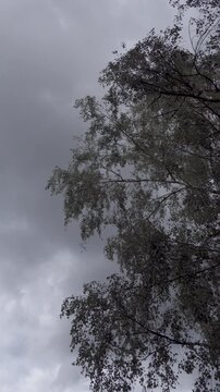 Birch Tree Branches Swaying Against Dark Stormy Sky 4K. Perfect for severe weather forecasts, upcoming storms, nature in turmoil, and atmospheric background concepts.