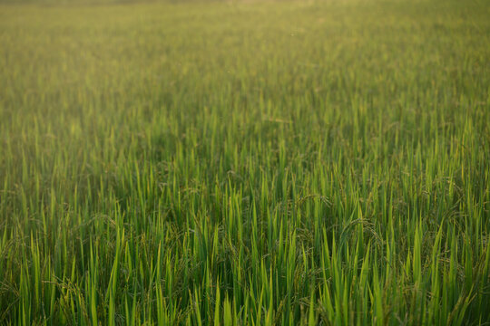 Green rice field agriculture rural nature outdoor summer landscape growth crop countryside farm peaceful scene