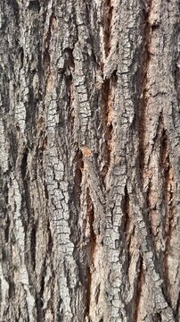 Vertical video of rough tree bark texture close up in Spain