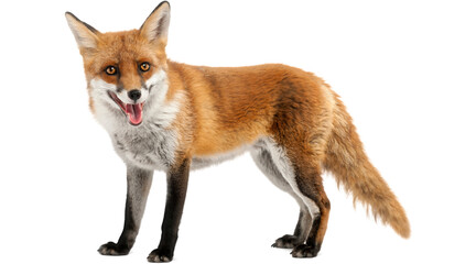 Fototapeta premium fox, red fox, vulpes vulpes, wild fox, mammal, wildlife, wild animal, isolated object, fox PNG, animal PNG, PNG