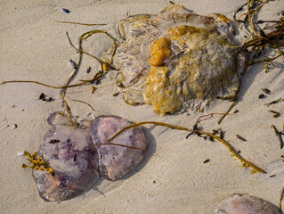 Different jellyfish species washed ashore on a sandy beach in the Lofoten Islands © Comofoto