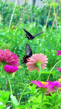 Black Swallowtail Butterflies Pollinating Vibrant Pink Zinnia Flowers