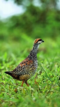 A Black Francolin Standing in the Green Grass
