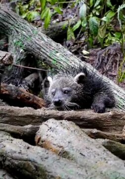 Binturong baby cuteness overloaded in them