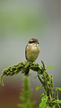 Brown Shrike perched on a green plant in nature
