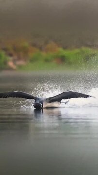 Common Loon Flying Over Misty Lake Water Surface