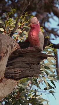 A beautiful pink Galah cockatoo perched on a tree branch