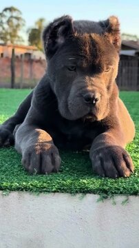 Cute Cane Corso puppy resting on artificial grass.