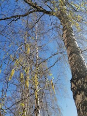 Obraz premium Spring flowering birch against the blue sky.