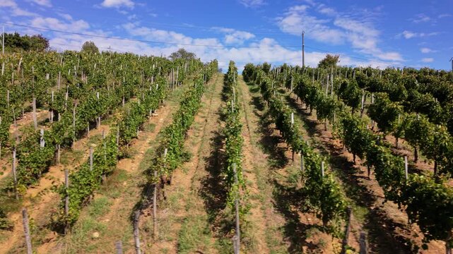 Aerial view of vineyards in France. Rows of vines stretch across the landscape
