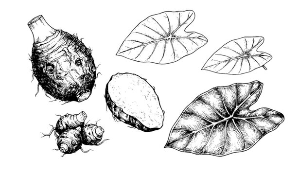 Taro Root Botanical Set, Whole Corm Sliced Leaf and Baby Tubers Hand Drawn Vintage Engraving Black and White Vector Design for Food