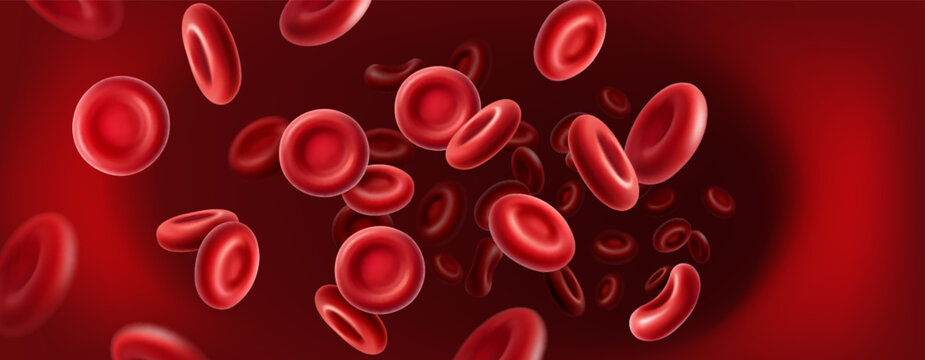 Blood cell realistic. Vein circulation, red erythrocyte. Plasma in artery flow. Medical structure. Health biology banner. Microscopy anatomy view. Laboratory research. Vector horizontal background
