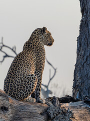 Leopard © Dave The Mariner