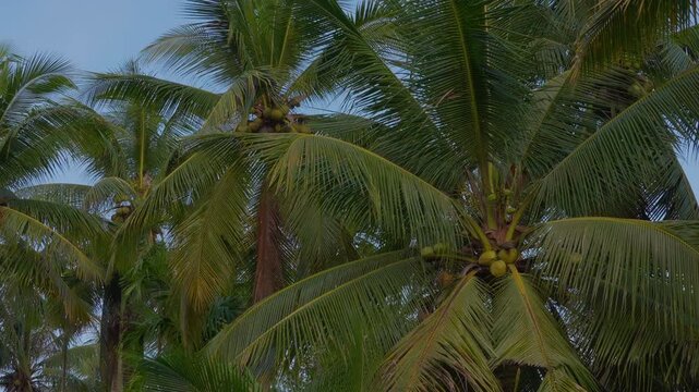 Lush green coconut palm trees with fresh fruits against blue sky in tropical countryside.