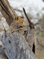 Leopard cub © Dave The Mariner