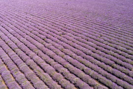 Aerial view of vibrant purple lavender fields planted in neat rows, creating a textured pattern across the landscape in Saints Constantine and Helena, Varna, Bulgaria.
