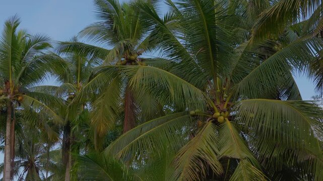 Lush green coconut palm trees with fresh fruits against blue sky in tropical countryside.