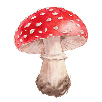Watercolor Red Fly Agaric Mushroom Illustration