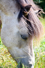 Close up shot of horse with long shaggy mane and  a blue eye, a genetic flaw, grazing happily in paddock in rural Shropshire UK  © Eileen