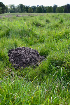 Fresh dug up soil in grassy field, a molehill just created by a burrowing mole. Moles are wild animals loved by many but seen as pests by gardeners as they destroy lawns and gardens.