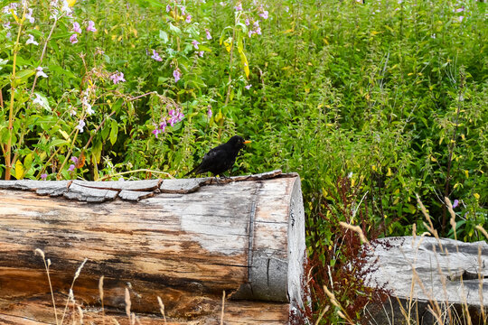 Blackbird bird sits on fallen log in woodland singing his heart out on a summers day.