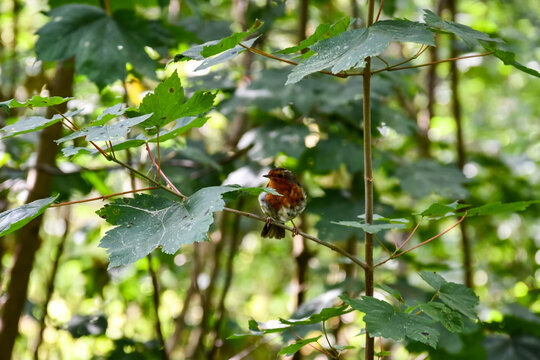 Lovely wild robin bird singing its heart out whilst hiding in the branches of a bush in the English countryside.